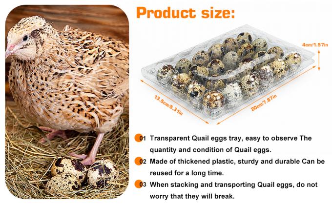 Small Plastic Egg Cartons - Clear 2 Dozen Quail Eggs Tray - Reusable Storage Holder For Small, Pheasant, Pigeon Eggs 2