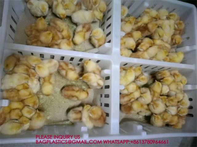 Устойчивая белая куриная клетка 680*490*160мм Virgin PP Transportation Chicken Cage 6